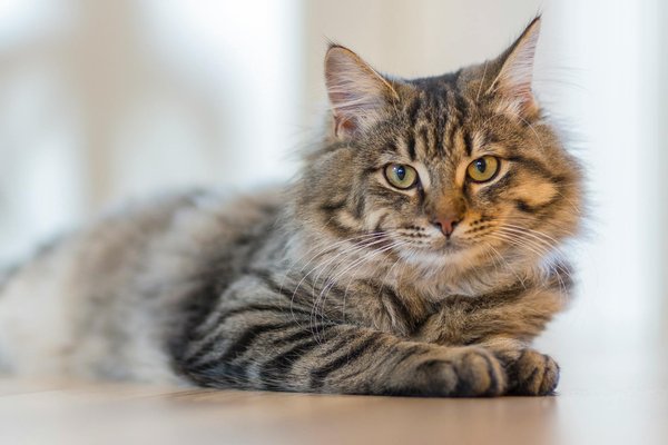 Découvrez les grandes races de chats à adopter chez vous